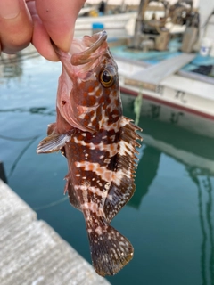 キジハタの釣果