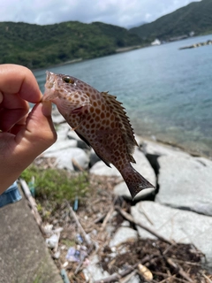 オオモンハタの釣果