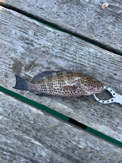 オオモンハタの釣果