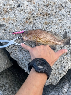 オオモンハタの釣果