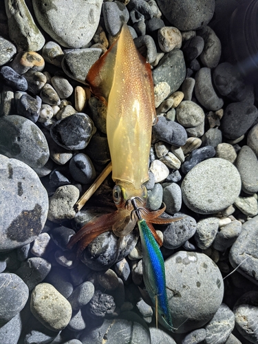 ケンサキイカの釣果