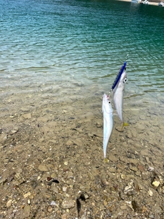 サバの釣果