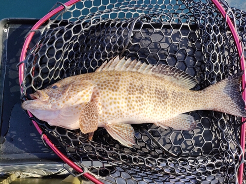 オオモンハタの釣果