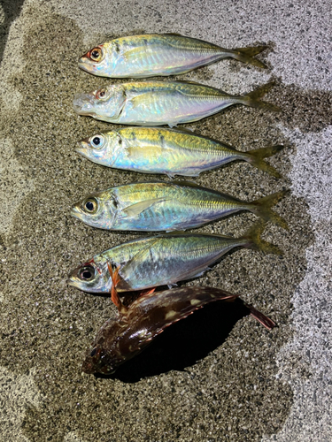 アジの釣果