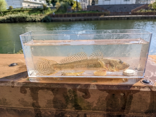 マハゼの釣果