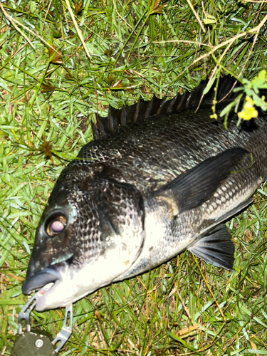 チヌの釣果