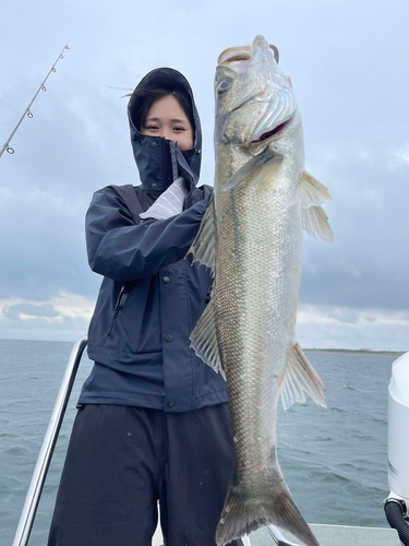 スズキの釣果