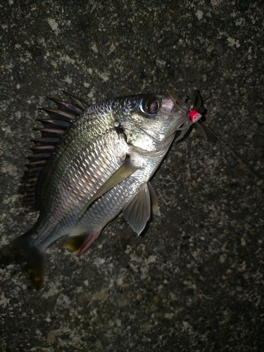 キビレの釣果