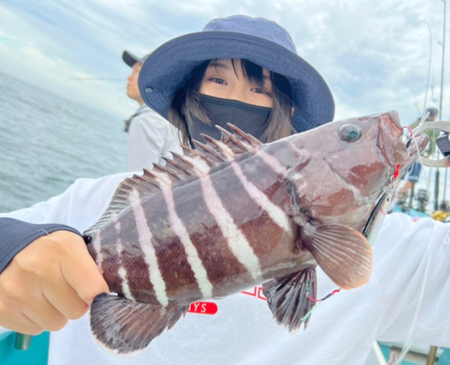 マハタの釣果