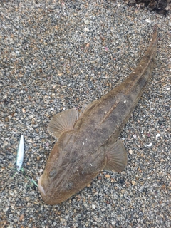 マゴチの釣果