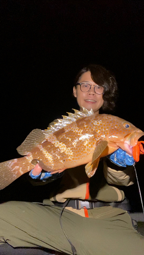 アコウの釣果