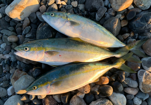 ツバイソの釣果