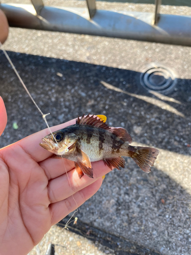 メバルの釣果