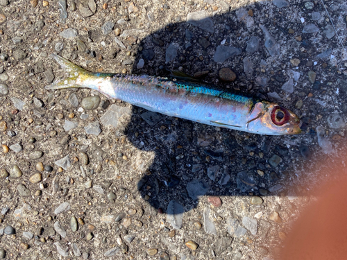 ウルメイワシの釣果