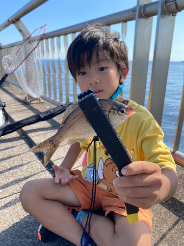 ウミタナゴの釣果