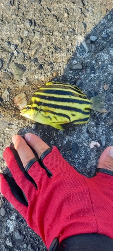 カゴカキダイの釣果