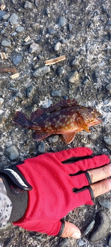 カサゴの釣果