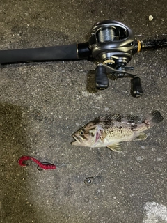 クロソイの釣果