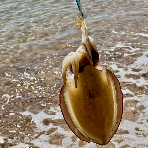 コウイカの釣果