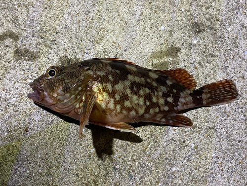 カサゴの釣果