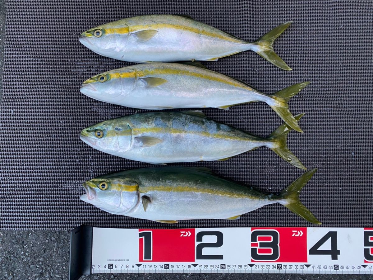 izakayataniyanさんの釣果 2枚目の画像