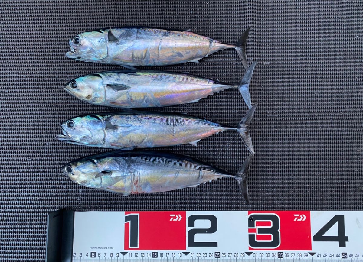 izakayataniyanさんの釣果 3枚目の画像