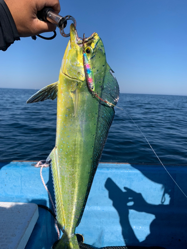 シイラの釣果