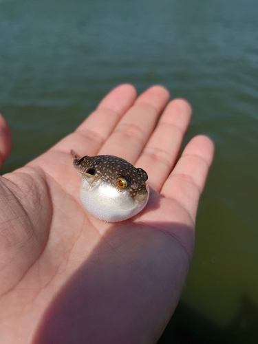 和歌山県で釣れたシマフグの釣り・釣果情報 - アングラーズ