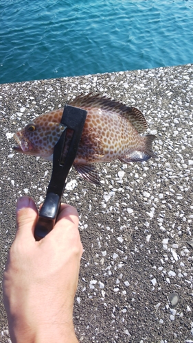 オオモンハタの釣果