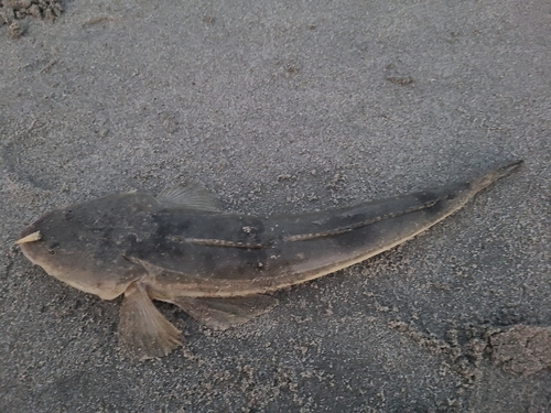 マゴチの釣果