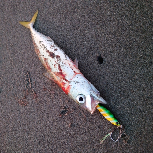 サバの釣果