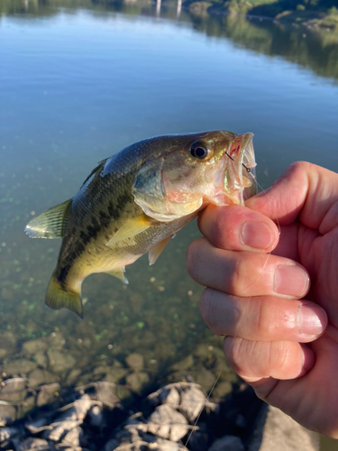 ラージマウスバスの釣果