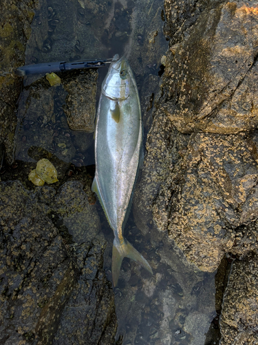 ヒラマサの釣果