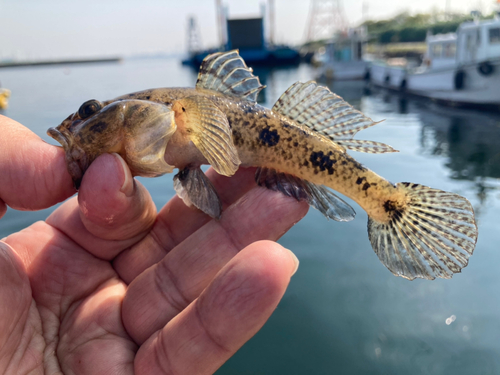 ハゼの釣果