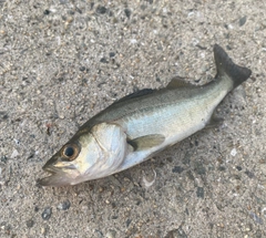 セイゴ（マルスズキ）の釣果