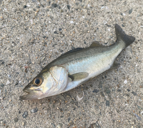 セイゴ（マルスズキ）の釣果