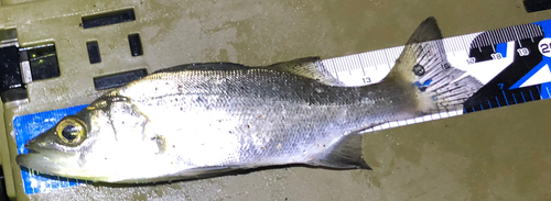 シーバスの釣果