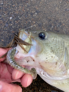 ラージマウスバスの釣果