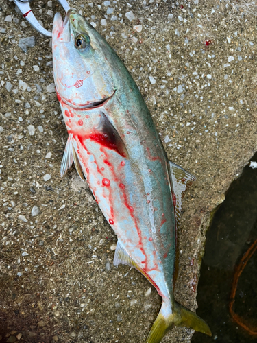 ハマチの釣果