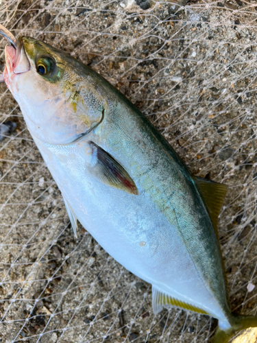 ハマチの釣果