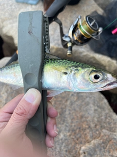 サバの釣果