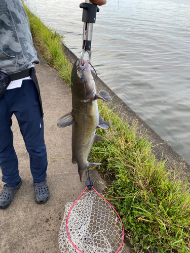 アメリカナマズの釣果