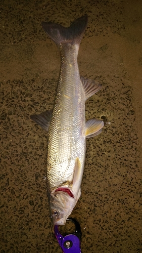 ウグイの釣果