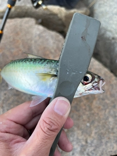 サバの釣果