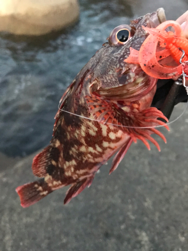 ガシラの釣果