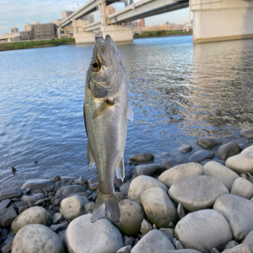 セイゴ（ヒラスズキ）の釣果