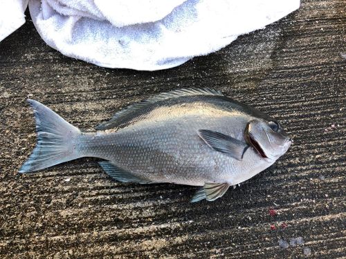 クロメジナの釣果