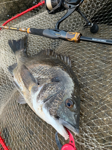 クロダイの釣果