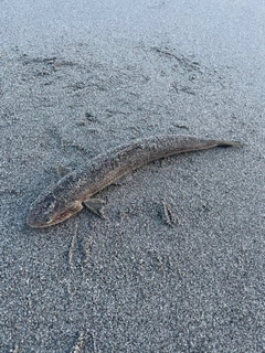 エソの釣果