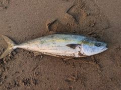 ワラサの釣果